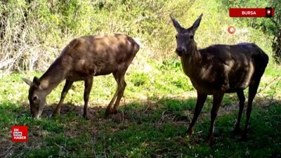 Uludağ'da yaban hayvanları fotokapana yakalandı
