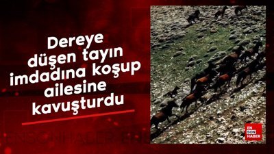 Dereye düşen tayın imdadına koşup ailesine kavuşturdu