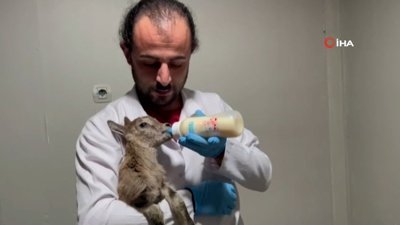 Erzurum'da yaban keçilerinin süt kardeşliği