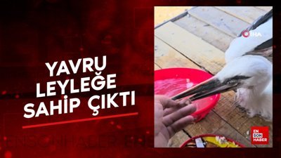Iğdır'da yavru leyleğe sahip çıktı