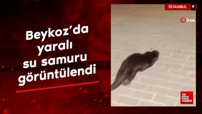 Beykoz'da yaralı su samuru görüntülendi