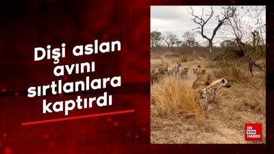 Dişi aslan avını sırtlanlara kaptırdı