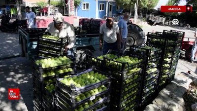 Manisa'da yediveren incirinin hasadı başladı