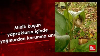 Minik kuşu yaprakların içinde yağmurdan korunuyor