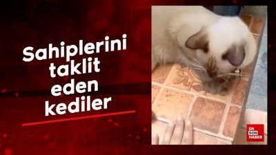 Sahiplerini taklit eden kediler