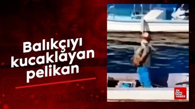 Balıkçıyı kucaklayan pelikan