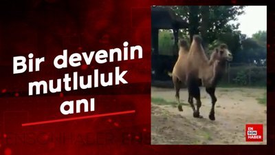 Bir devenin mutluluk anı