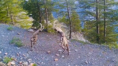 Milli Parklar paylaştı: Dağ keçilerinin üstünlük kavgası