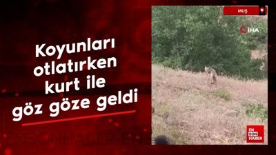 Muş’ta koyunları otlatırken kurt ile göz göze geldi