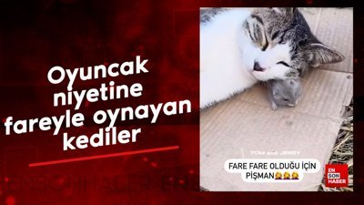 Oyuncak niyetine fareyle oynayan kediler