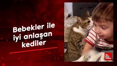 Bebekler ile iyi anlaşan kediler