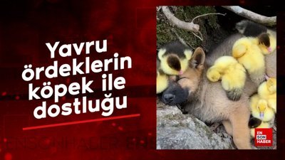 Yavru ördeklerin köpek ile dostluğu