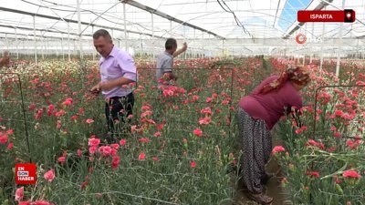 Isparta'da karanfil hasadı başladı