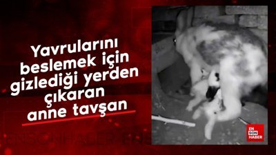 Yavrularını beslemek için gizlediği yerden çıkaran anne tavşan