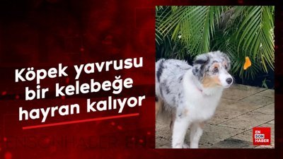 Köpek yavrusu bir kelebeğe hayran kalıyor