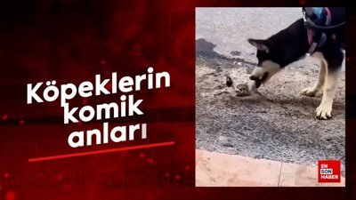 Köpeklerin komik anları
