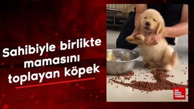 Sahibiyle birlikte mama toplayan köpek