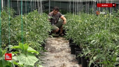 Topraksız sera yüzde 50 daha karlı