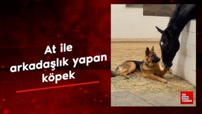 At ile arkadaşlık yapan köpek
