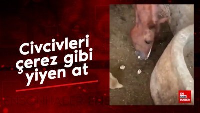Civcivleri çerez gibi yiyen at