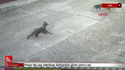 Rize'de fabrika bahçesine giren yavru ayı