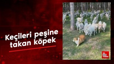 Keçileri peşine takan köpek