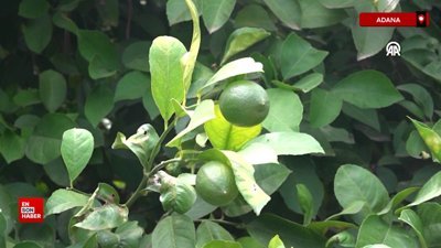 Turfanda limon hasadıyla fiyatların dengelenmesi öngörülüyor
