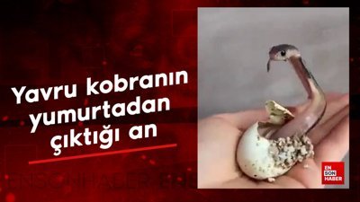 Yavru kobranın yumurtadan çıktığı an