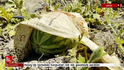 Hatay'da tarladaki karpuzları tek tek gazeteyle sardılar