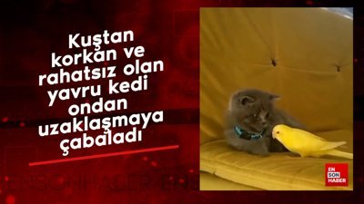 Kuştan korkan yavru kedi
