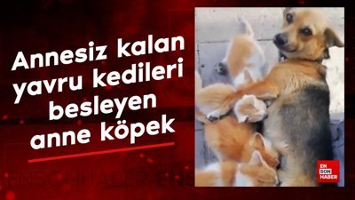 Yetim kalan yavru kedileri besleyen anne köpek