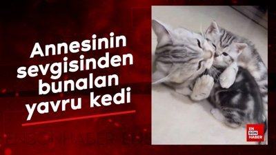 Annesinin sevgisinden bunalan yavru kedi