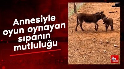 Annesiyle oynayan spanın mutluluğu