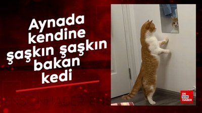 Aynada kendine şaşkın şaşkın bakan kedi