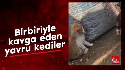 Birbiriyle kavga eden yavru kediler