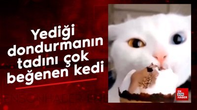 Dondurmanın tadını çok beğenen kedi