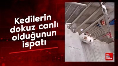 Kedilerin dokuz canlı olduğunun ispatı