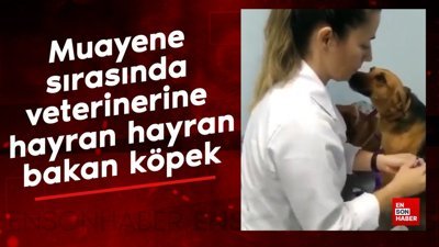 Muayene sırasında veterinere hayran hayran bakan köpek