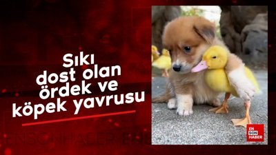 Sıkı dost olan ördek ve köpek yavrusu
