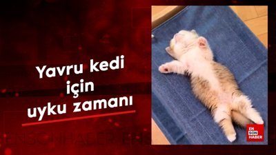 Yavru kedi için uyku vakti