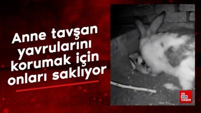 Yavrularını korumak için onları saklayan anne tavşan