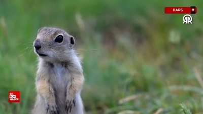 Yer sincabının beslenme saati