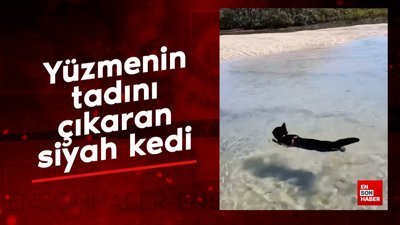 Yüzmenin tadını çıkaran sevimli kedi