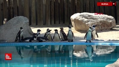 Bursa'da hayvanat bahçesinde penguenlere yaz uygulaması