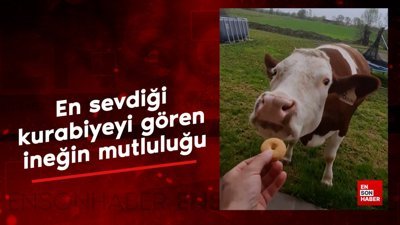 En sevdiği kurabiyeyi gören ineğin mutluluğu