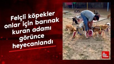 Felçli köpekler barınak kuran adamı görünce heyecanlandı