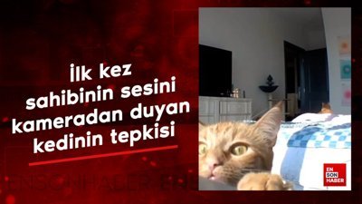 İlk kez sahibinin sesini kameradan duyan kedinin tepkisi