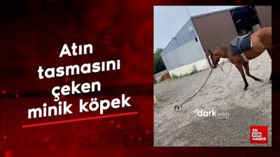Atın tasmasını çeken minik köpek