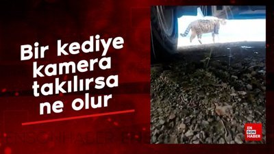 Bir kediye kamera takılırsa ne olur
