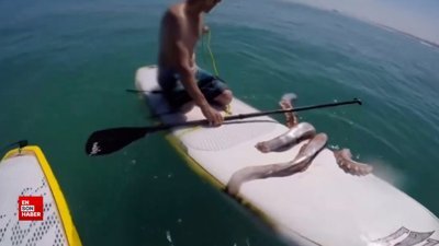 Dev mürekkep balığı sörfçüye saldırdı